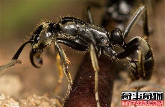 世界上最毒的蚂蚁排行榜 两分钟杀死一个成年人